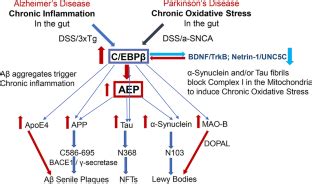 C EBPβ AEP Signaling Drives Alzheimers Disease Pathogenesis