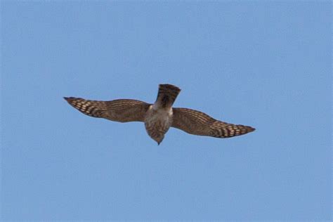 Sharp Shinned Hawk From Rockland County NY USA On April 19 2014 At