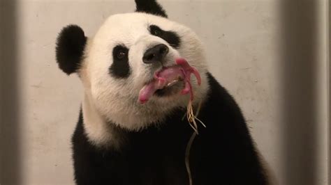 Panda Born In Belgiums Pairi Daiza Zoo Cbs 5 Kpho