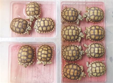 Sulcata Tortoise Care and Breeding - Reptiles Magazine