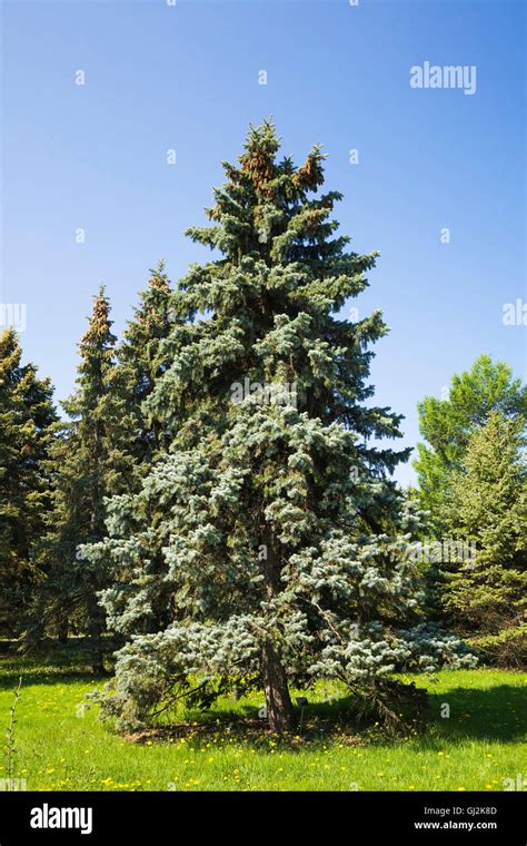 Picea Pungens Hi Res Stock Photography And Images Alamy