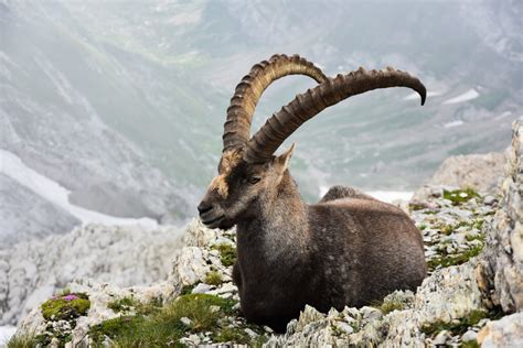 Jaki jest koziorożec Cechy i charakterystyka tego znaku zodiaku enh pl