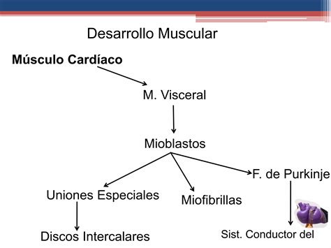 Desarrollo Muscular Embriología Ppt