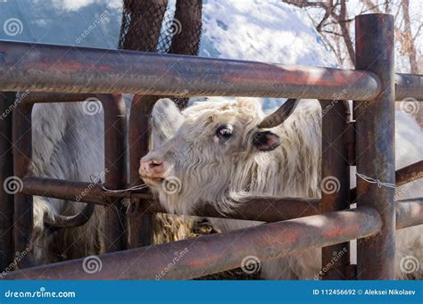 White yak at the zoo stock photo. Image of farm, area - 112456692