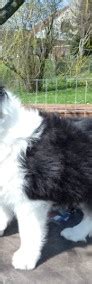 Suczka Border Collie Black Tricolor Po Championie ZKWP FCI Gratka Pl