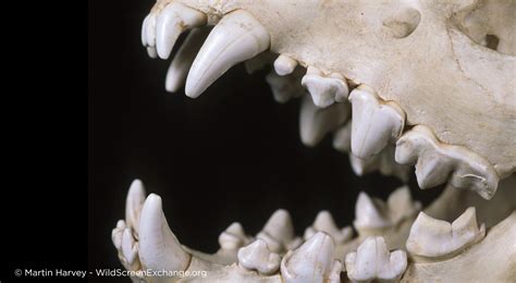 Hyena Teeth