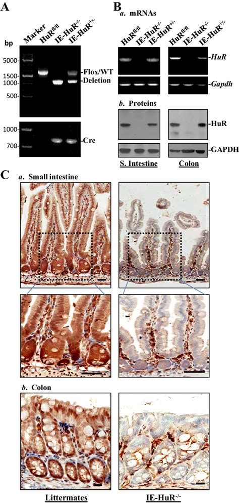 Characterization Of Intestinal Epithelium Specific Hur Deletion Ie Hur