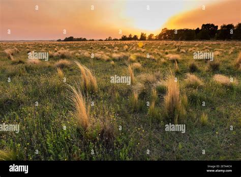 Pampas grassland landscape, La Pampa Province, Patagonia, Argentina ...