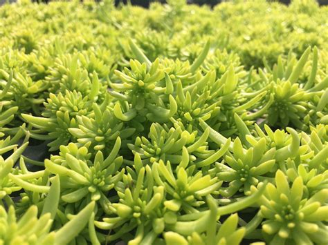 Lemon Coral Sedum Pahls Market Apple Valley Mn