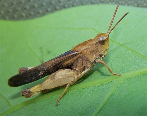 Maryland Biodiversity Project Northern Green Striped Grasshopper Chortophaga Viridifasciata