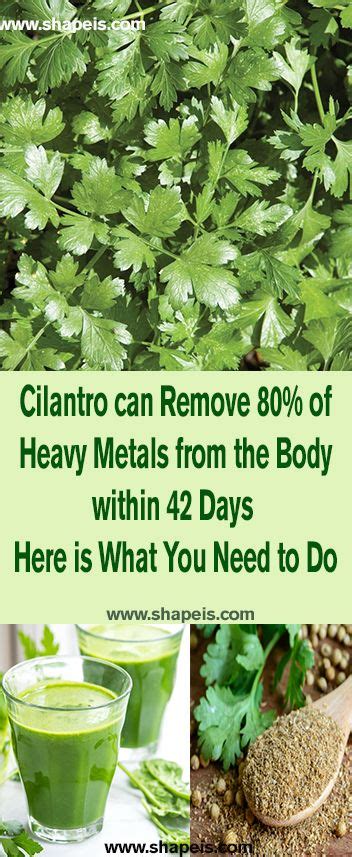 Cilantro Can Remove Of Heavy Metals From The Body Within Days