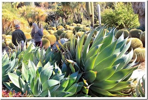 Huntington Desert Garden: agaves, cacti and other New World succulents