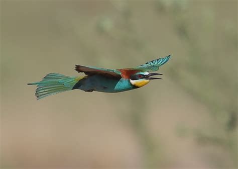 European Bee Eaters in Flight by NeilSchofield | ePHOTOzine