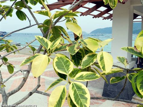 Succulent Atlas - Peter Lapshin