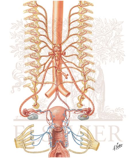 Innervation Of Female Reproductive Organs Schema