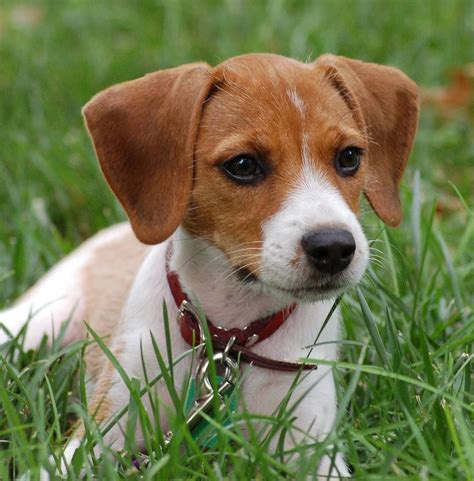 Beagle Pictures Bing Images Beagle Mix Jack Russell Puppy Breeds