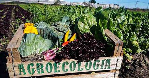 10 principios básicos de la agroecología la alternativa sustentable y