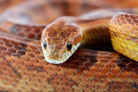 Corn Snake Pantherophis Guttatus Partial View Stockphoto