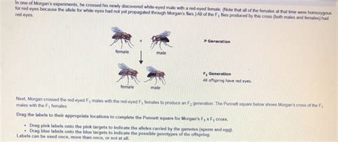 Solved You Now Know That Inheritance Of Eye Color In Fruit