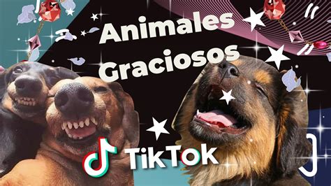 Los Mejores Tik Tok De Gatos Y Perros Recopilación De Animales