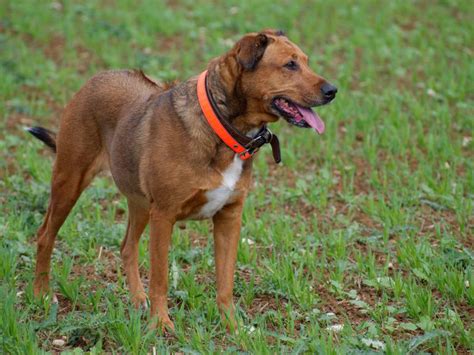 Chienne Rhodesian Ridgeback Donner Petite Annonce Chien