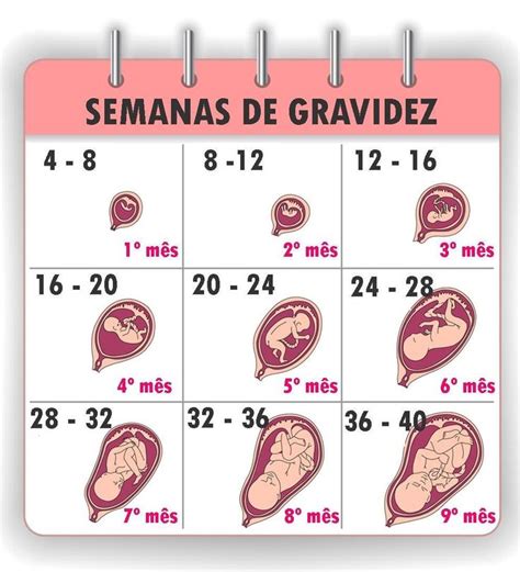 Tudo sobre as semanas de gestação Gravidez semana a semana Imagens