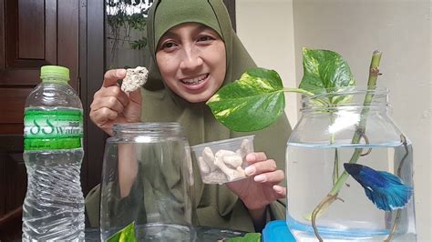 Ra Bqbh Sains Ekosistem Air Tawar Buatan Aquarium Ikan Cupang Youtube