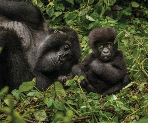 Gorilla Families in Volcanoes National Park, Rwnada