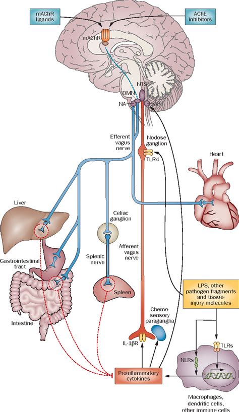 The vagus nerve and the inflammatory reflex—linking immunity and ...