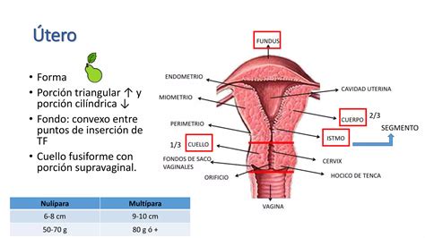 Anatom A De Genitales Internos Femeninos Ppt