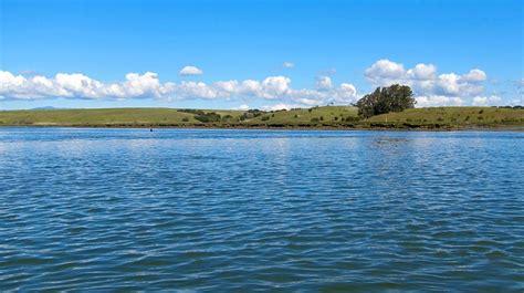 Elkhorn Slough Kayaking: An Aquatic Safari in Santa Cruz County