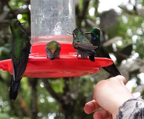 Hummingbirds of Panama – BirdingFieldGuides Blog