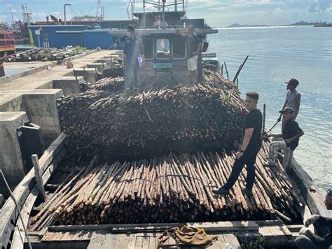 Tim Patroli Laut Bea Cukai Batam Gagalkan Penyelundupan Kayu Teki