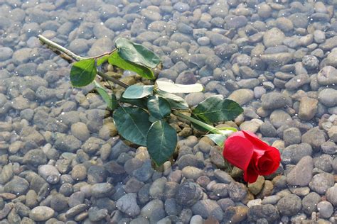 Red Rose On Ice Frozen Lake Love Free Photo On Pixabay Pixabay