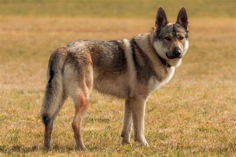 Chien loup tchèque pets ch