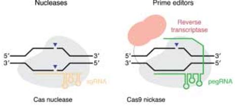 Crispr Genome Editing Recent Advances And Cas Variants