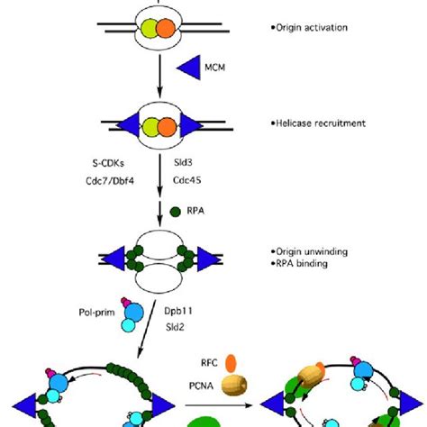 (PDF) The DNA polymerase alpha-primase complex: multiple functions and ...