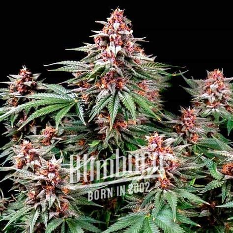 Pink Runtz Auto Buy Weed Seeds Online Free Shipping