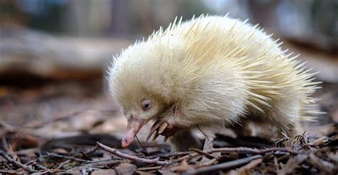 Rare Albino Echidna Spotted in Tasmanian National Park