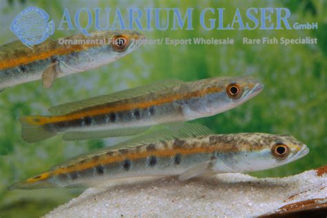 Channa marulius - Aquarium Glaser GmbH