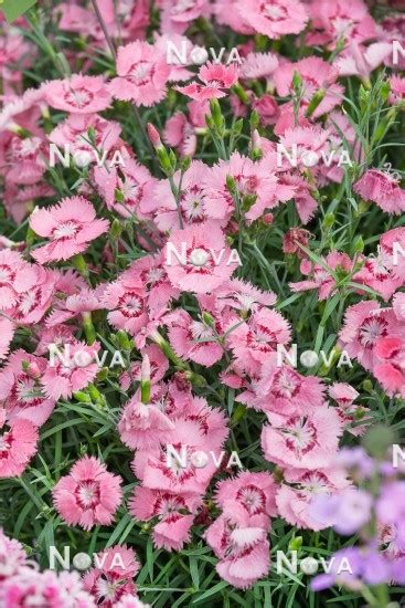 Dianthus Plumarius Diexie ® Deep Rose