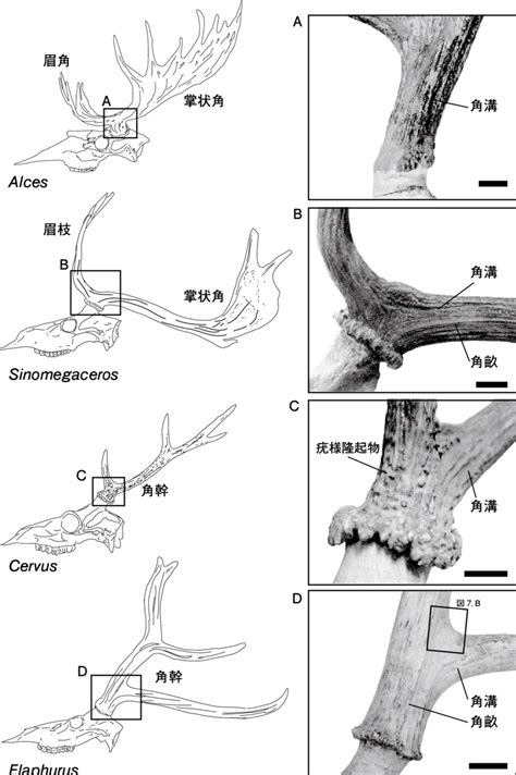 Morphological comparison among Cervidae antlers. Scale bars: 2 cm. A ...