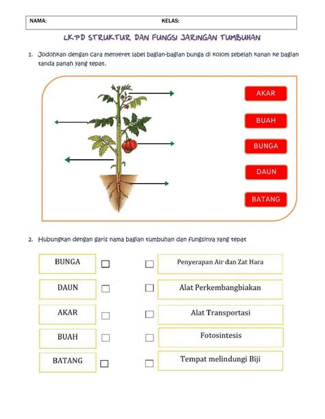 399007 Lkpd Struktur Dan Fungsi Tumbuhan Yuli R