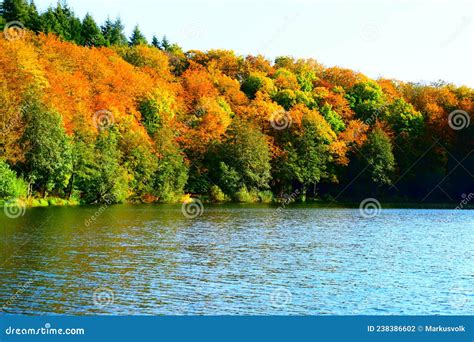 Autumn Colored Trees on a No Lake Shore, Holzmaar in the Eifel Stock Photo - Image of volcano ...