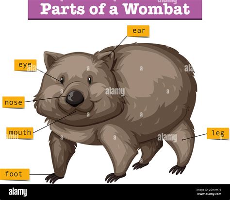 Diagram showing parts of wombat Stock Vector Image & Art - Alamy