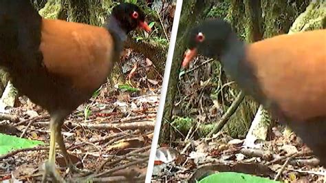 Scientists Capture First Ever Video Of Rare Bird Not Seen In Years