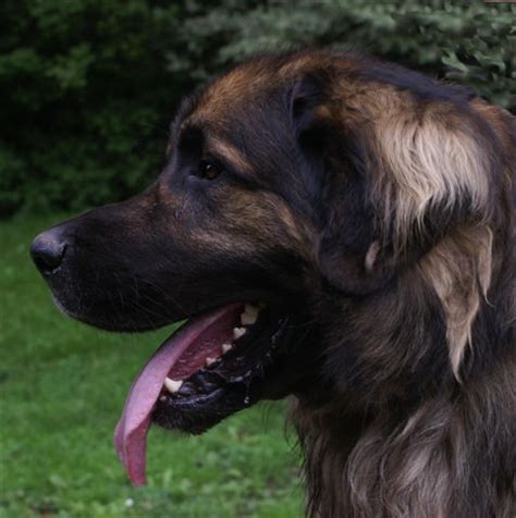 Actualite Elevage Du Grand Tendre Eleveur De Chiens Leonberger