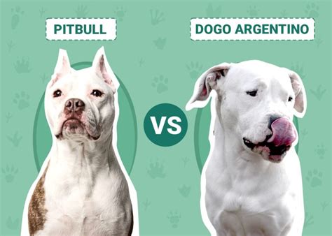 Pitbull Vs Dogo Argentino The Differences With Pictures Dogster