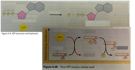 Atp Structure And Hydrolysis Diagram Diagram Quizlet