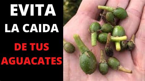 CAIDA Prematura O ABORTO De Frutos De AGUACATE Hass O Palta SOLUCION